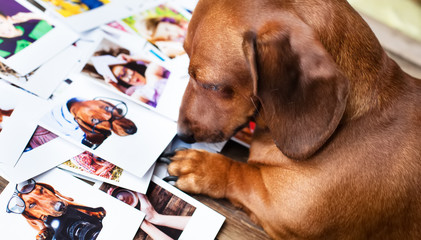 FATORES QUE INFLUENCIAM NA EXPECTATIVA DE VIDA DE SEU CACHORRO