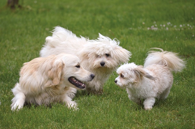 DICAS PARA ATIVIDADES COM O SEU PET - Cães e humanos: dupla perfeita para aventuras incríveis ao ar livre! Cansado da rotina? Sedentário? Estressado? Seu pet também está assim?