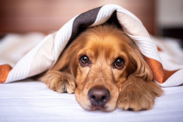 Quando a frente fria se aproxima, é crucial tomar medidas para proteger nossos cães. Frente fria: prepare-se para não deixar seu cachorro com frio quando a temperatura abaixar. Proteger seu amigo peludo contra o frio não só mantém seu conforto, mas também garante sua saúde. Vamos explorar dicas essenciais para enfrentar essa época do ano.