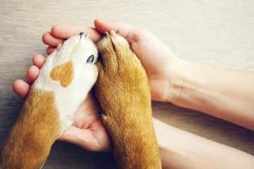 FATORES QUE INFLUENCIAM NA EXPECTATIVA DE VIDA DOS CÃES