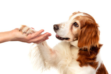 Descubra por que bater em seu cão é prejudicial, ineficaz e fere o vínculo entre vocês. Construa um relacionamento positivo com seu cão usando amor, paciência e reforço positivo.