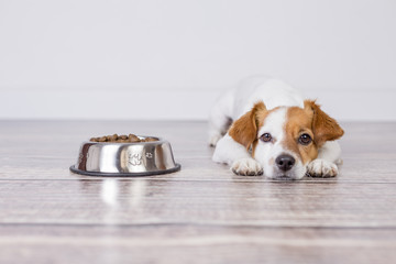 investimento-na-alimentação-e-suplementação-de-cachorro-e-pets