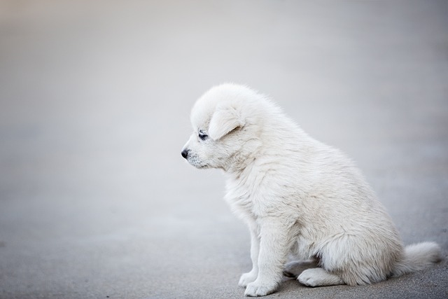 Todos amamos nossos cães, mas lidar com o xixi do cachorro pode ser um verdadeiro desafio. Aprender a limpar o xixi do cachorro e nunca mais sentir mau cheiro dentro de casa pode transformar a sua vida. Vamos explorar cinco dicas essenciais para lidar com essa situação comum.