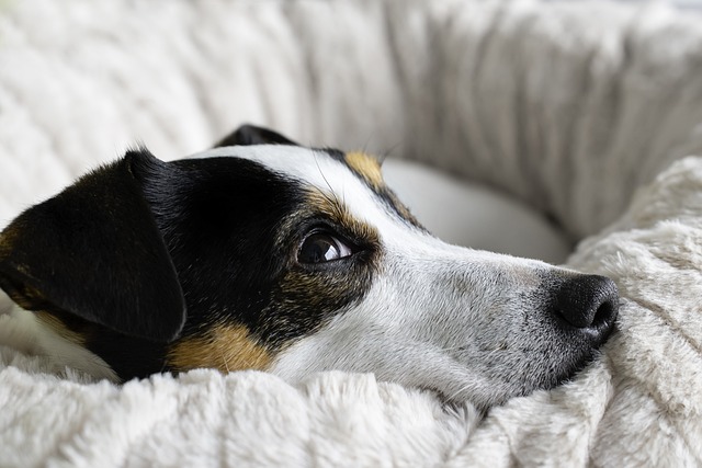 Sonha em ter o aconchego peludo do seu cãozinho? Jáu se aninhar em uma cama tão macia e convidativa quanto a dele? A cama para cachorro humano Plufl promete transformar esse sonho em realidade! Mas será que essa invenção inovadora vale a pena?