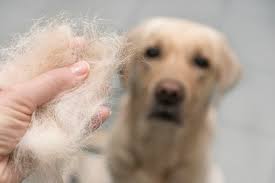 Cachorro soltando pelo: o que fazer?